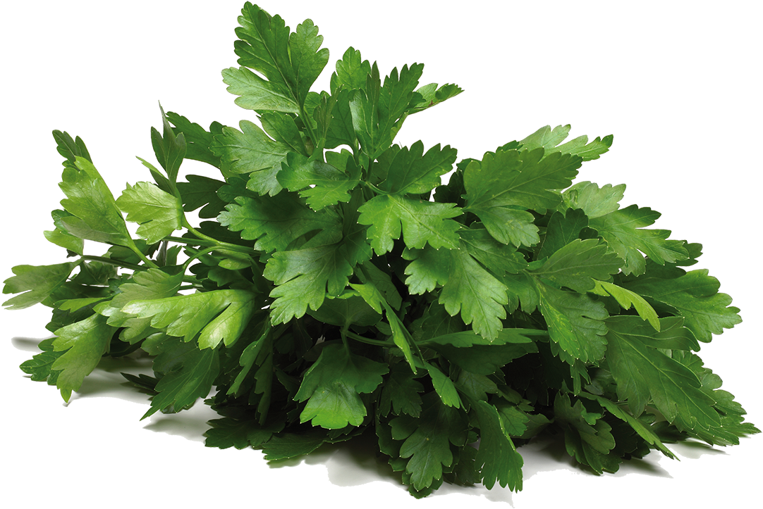 Fresh Coriander Bunch.png PNG