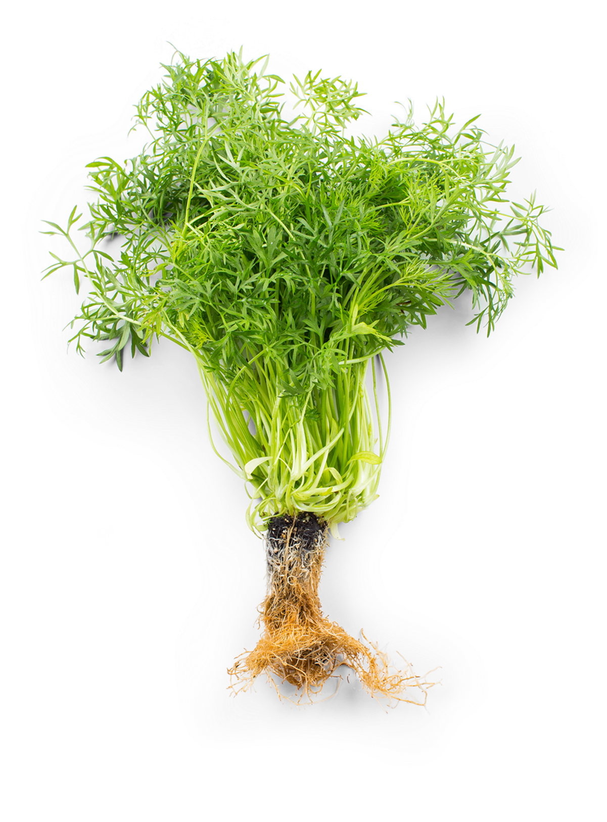 Fresh Coriander Bunch With Roots.png PNG