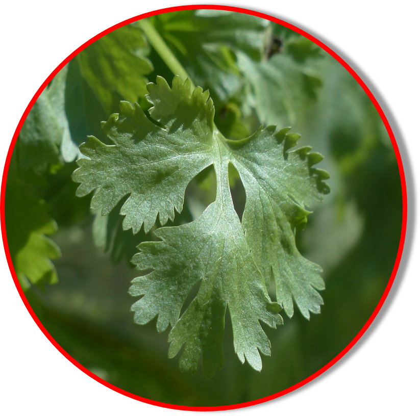 Fresh Coriander Leaf Closeup PNG