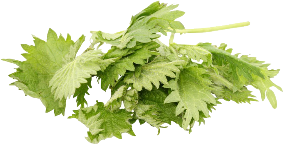 Fresh Coriander Leaves Isolated PNG
