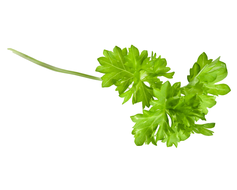 Fresh Coriander Leaves Isolated.png PNG