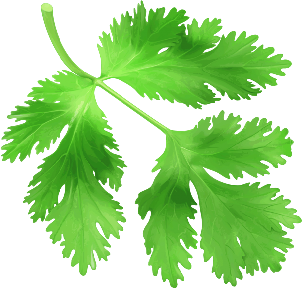 Fresh Coriander Leaves.png PNG
