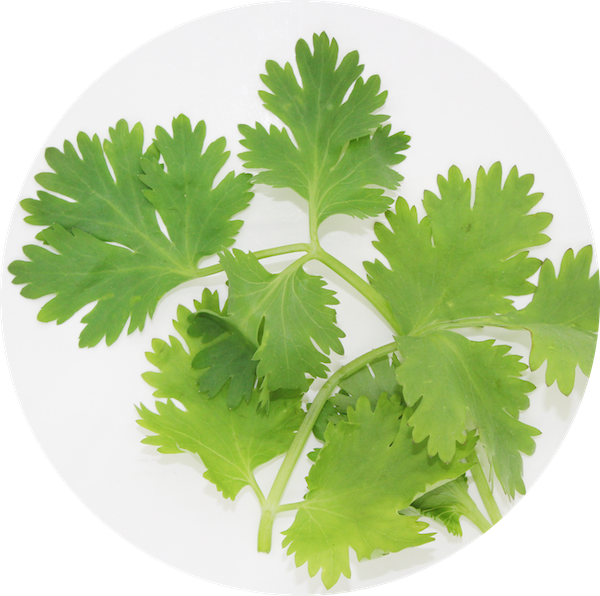Fresh Coriander Leaveson Plate PNG
