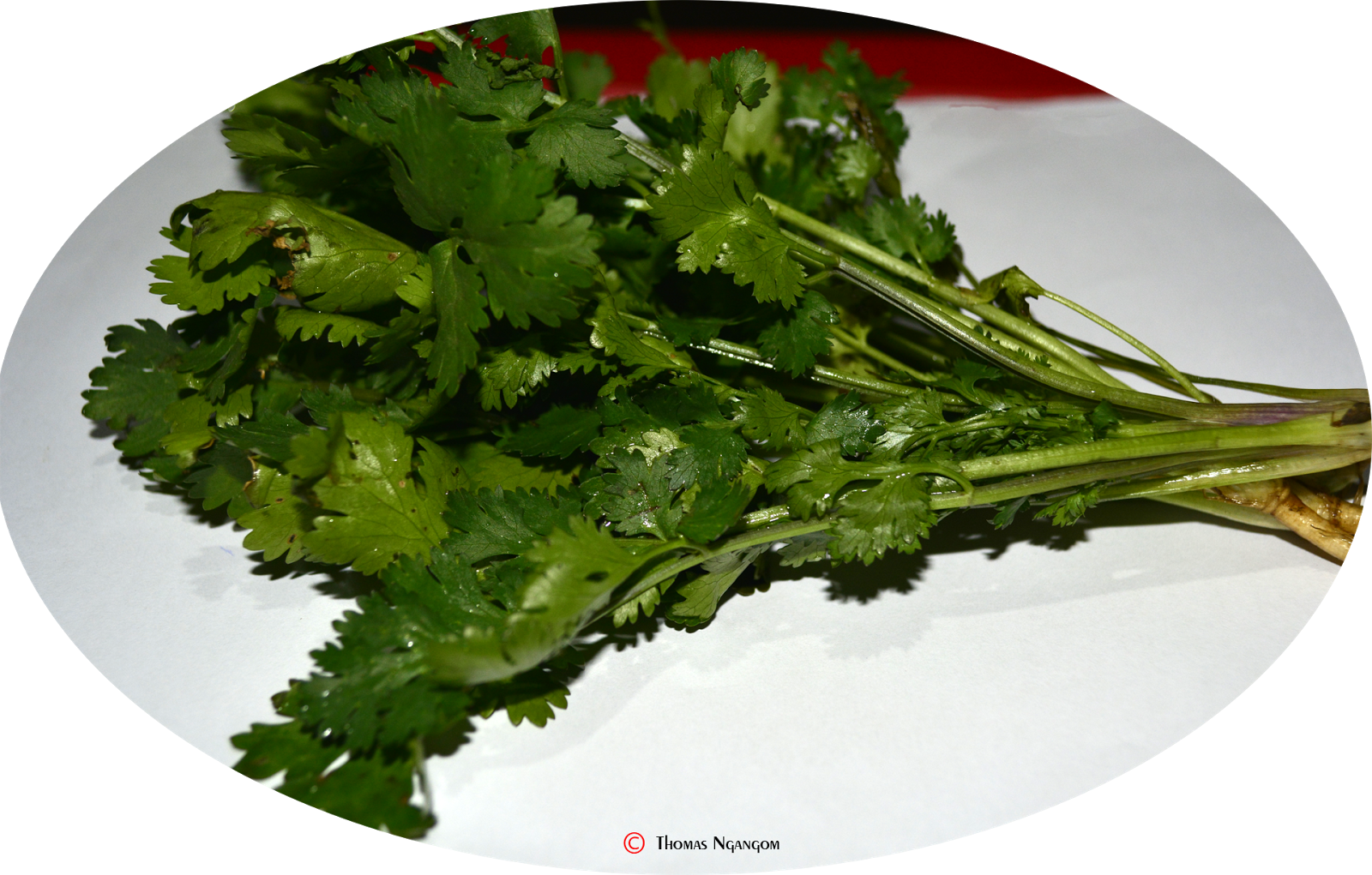 Fresh Coriander Leaveson Plate PNG