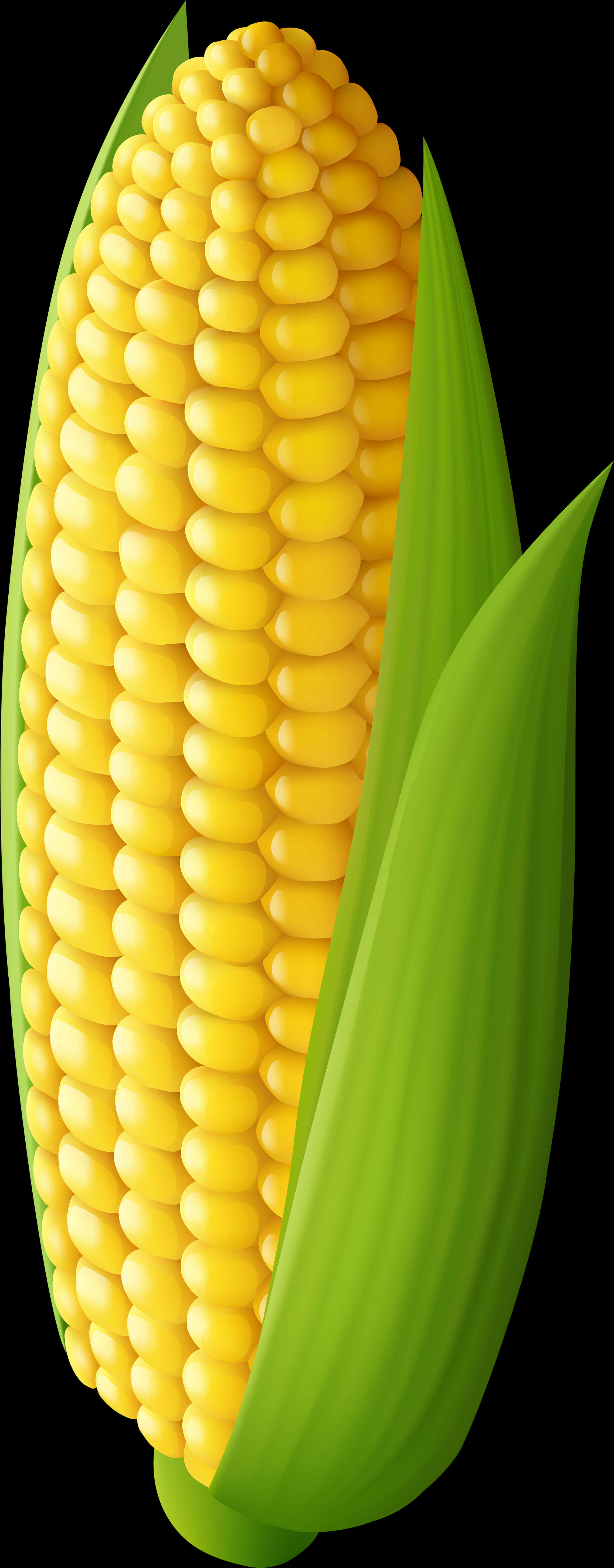 Fresh Corn Cob Illustration PNG
