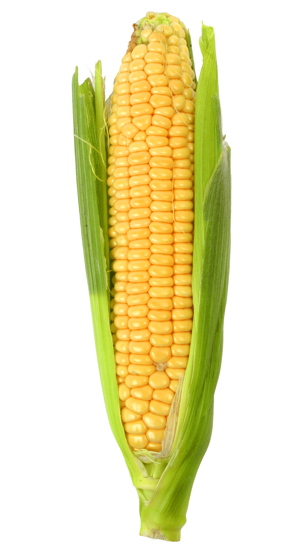 Fresh Corn Cob With Husk PNG