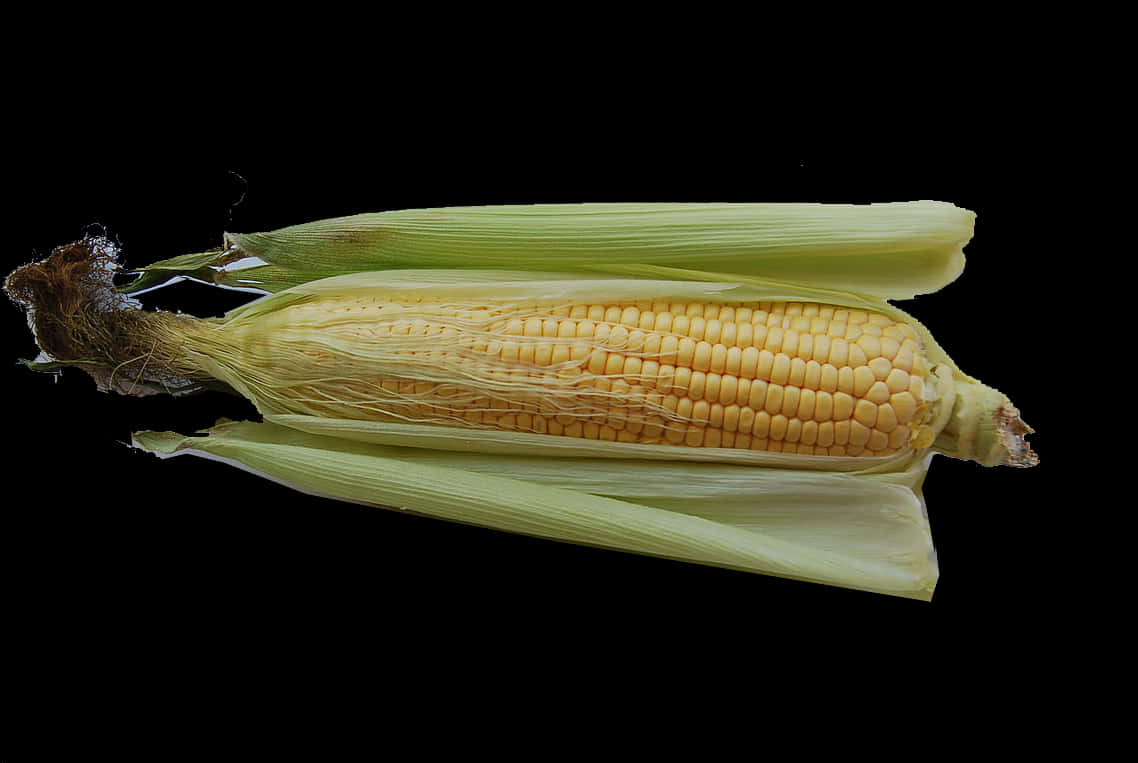 Fresh Corn Cobon Black Background.jpg PNG