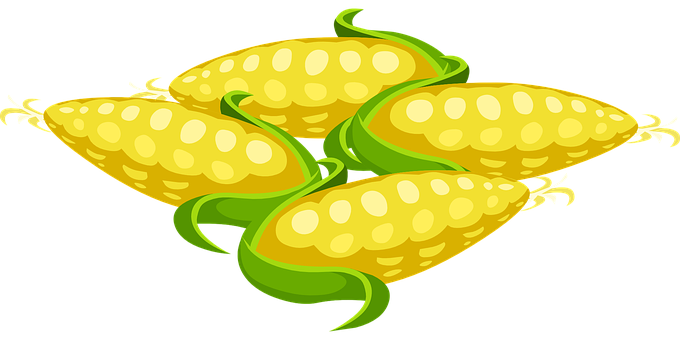 Fresh Corn Cobs Illustration PNG