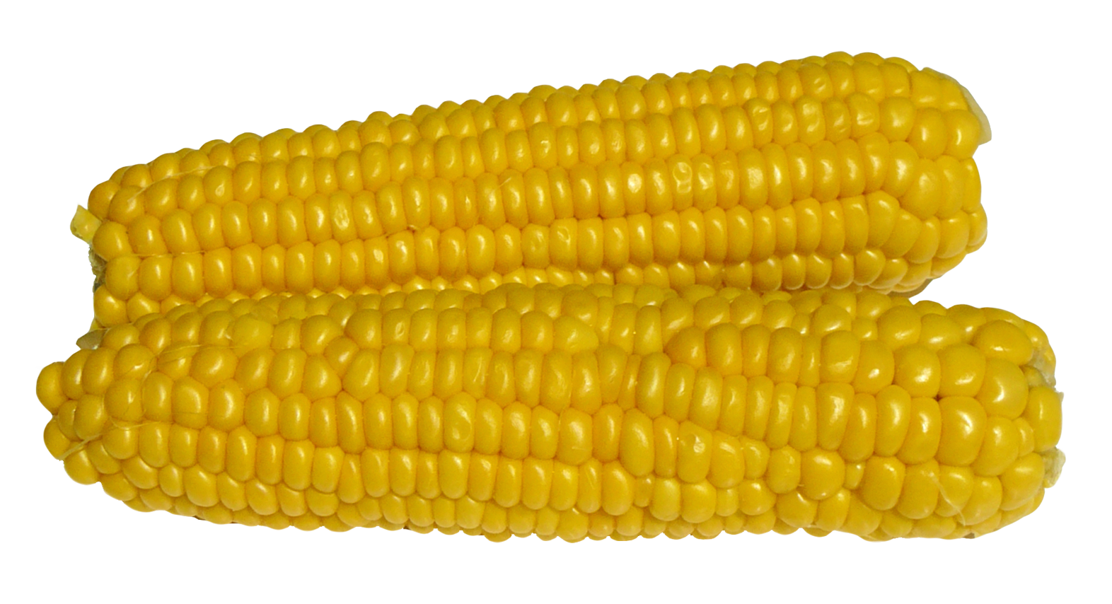 Fresh Corn Cobs Isolated PNG