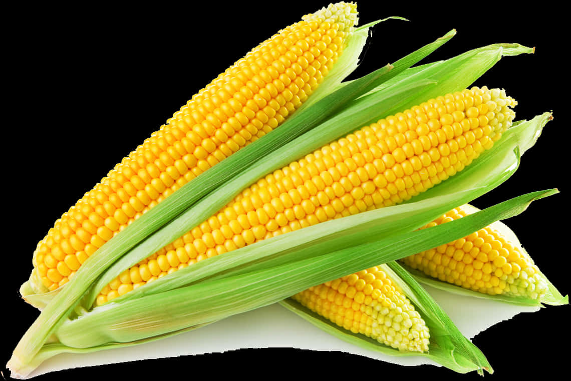 Fresh Corn Cobs Isolatedon Black PNG