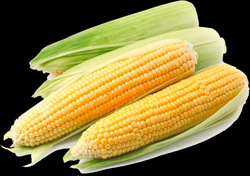 Fresh Corn Cobson Black Background.jpg PNG