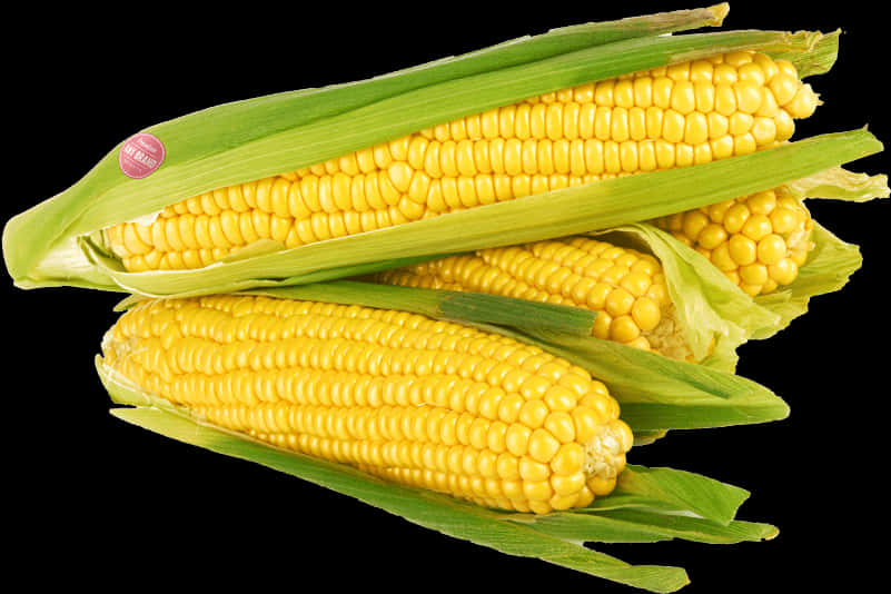 Fresh Corn Cobswith Husks PNG