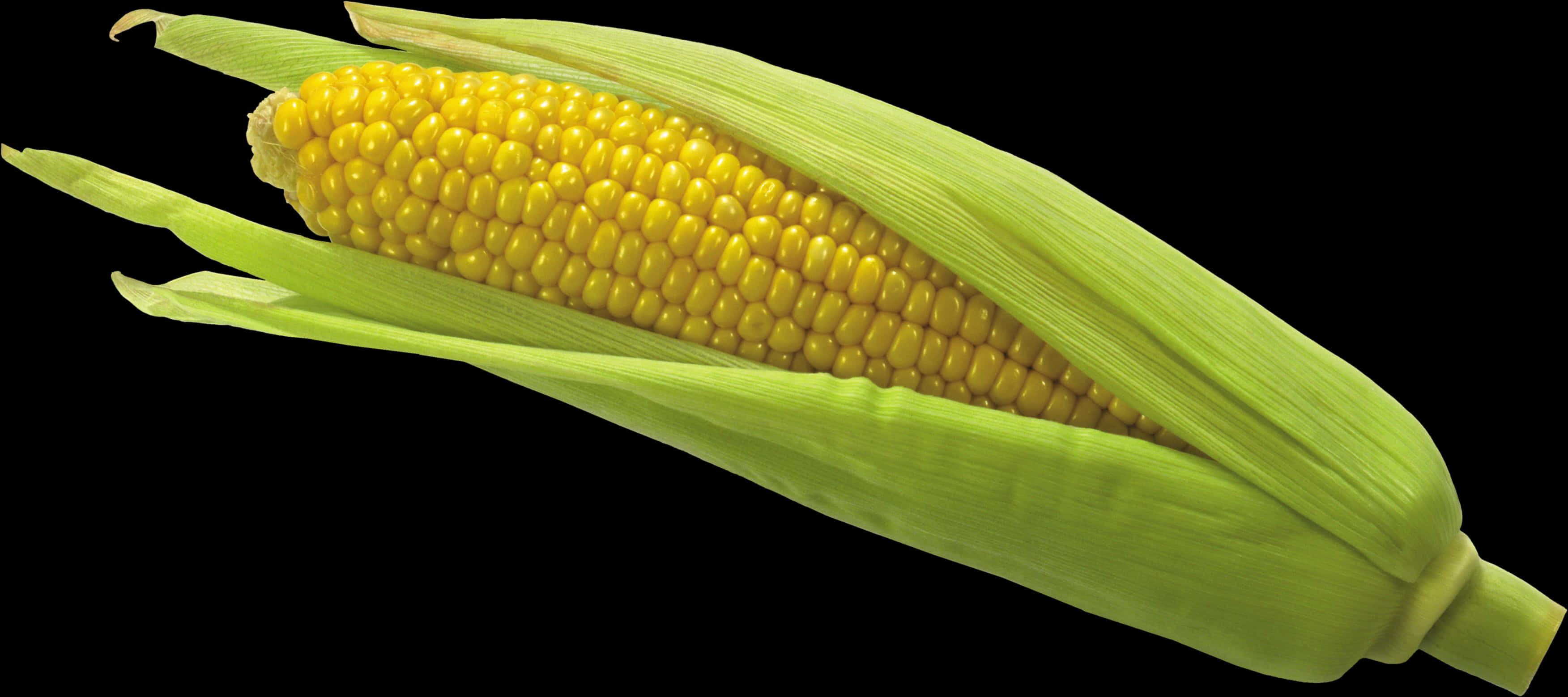 Fresh Corn Cobwith Husk PNG