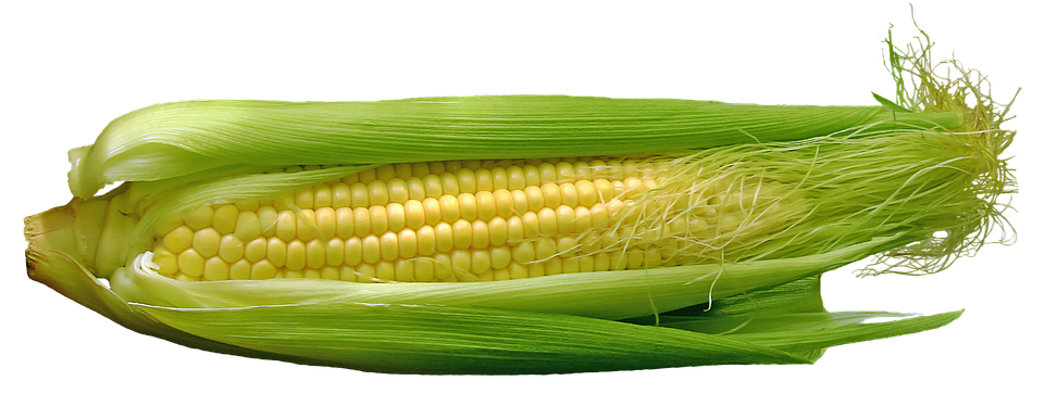 Fresh Corn Cobwith Husk PNG