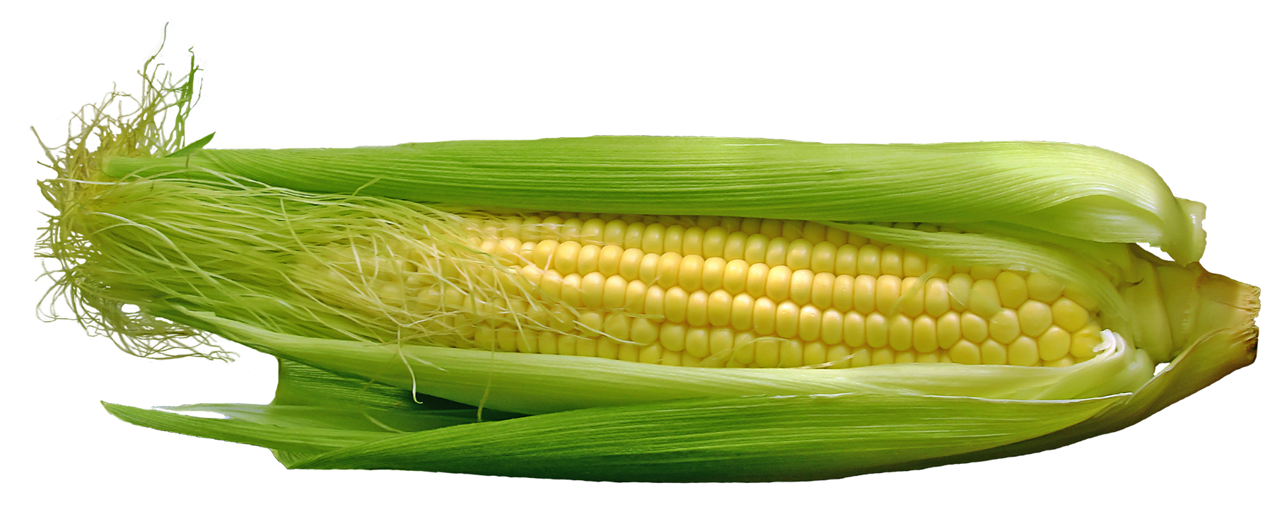Fresh Corn Cobwith Husk.png PNG