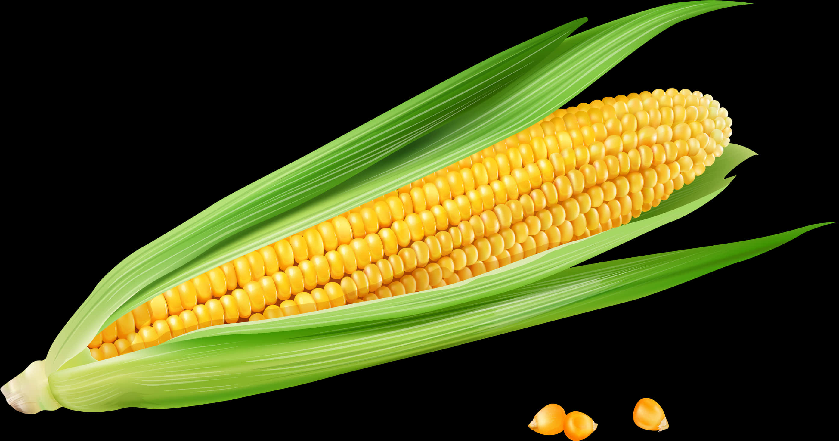 Fresh Corn Cobwith Husk PNG