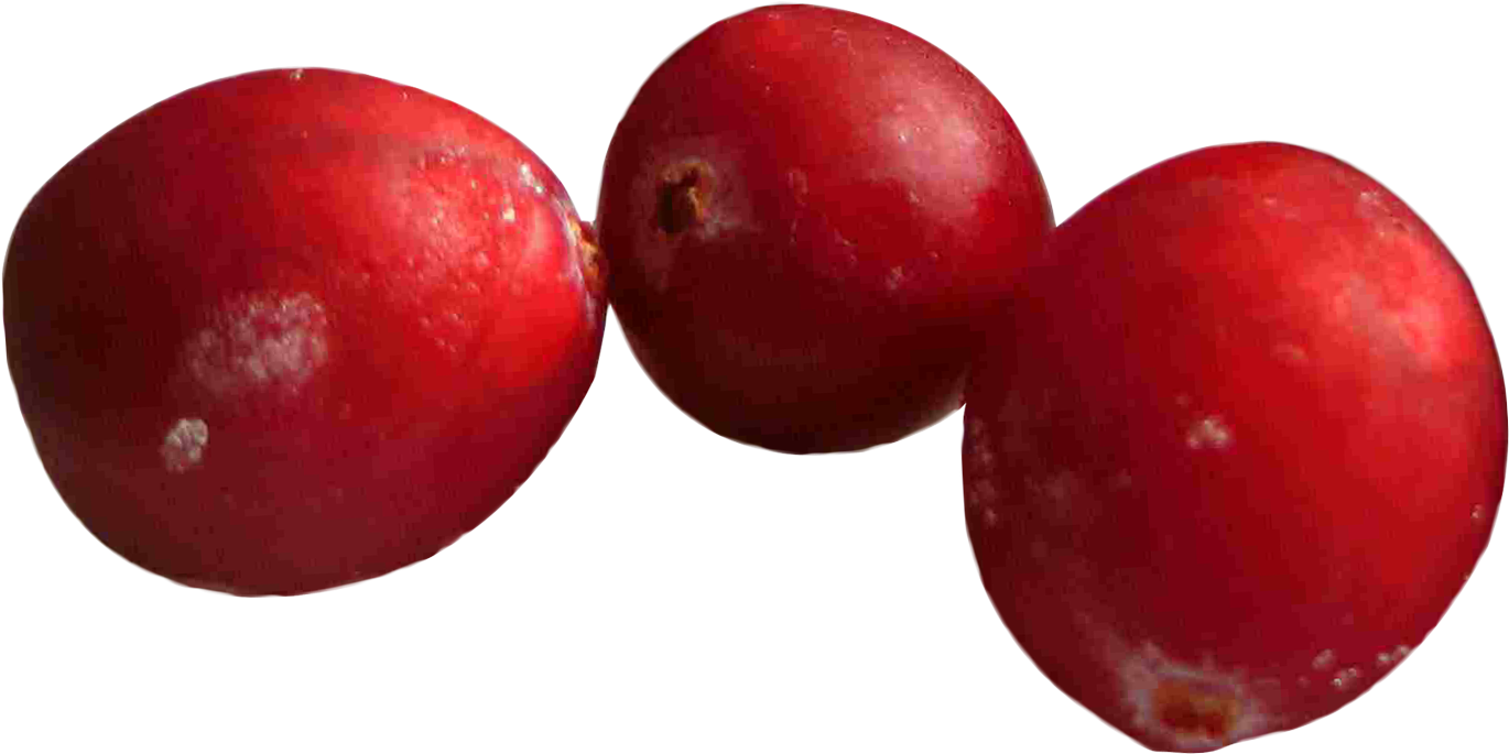 Fresh Cranberries Closeup.png PNG