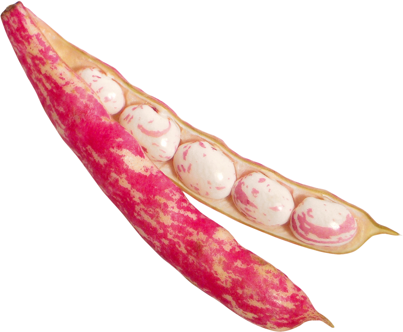 Fresh Cranberry Beansin Pod PNG