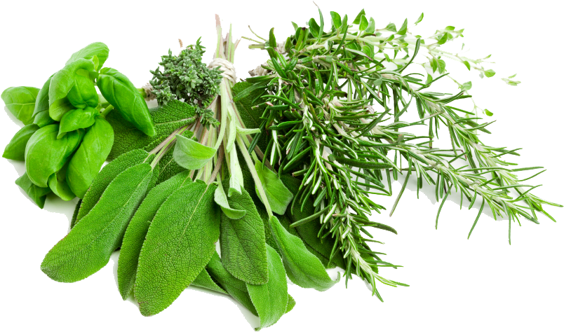 Fresh Culinary Herbs Bundle PNG