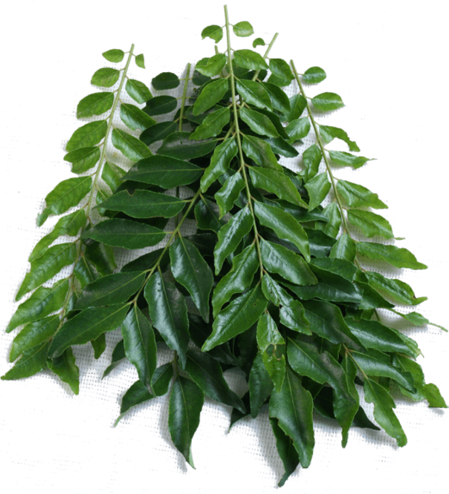 Fresh Curry Leaves Branch PNG