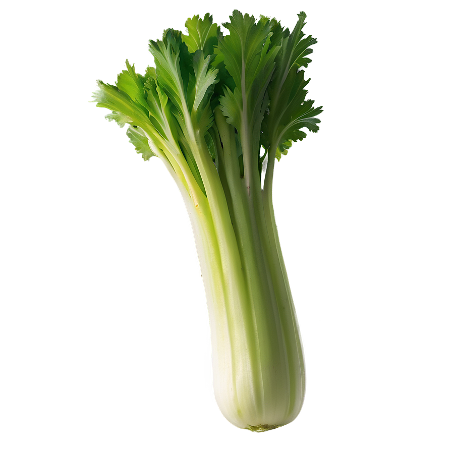 Fresh Cut Celery Png 06252024 PNG
