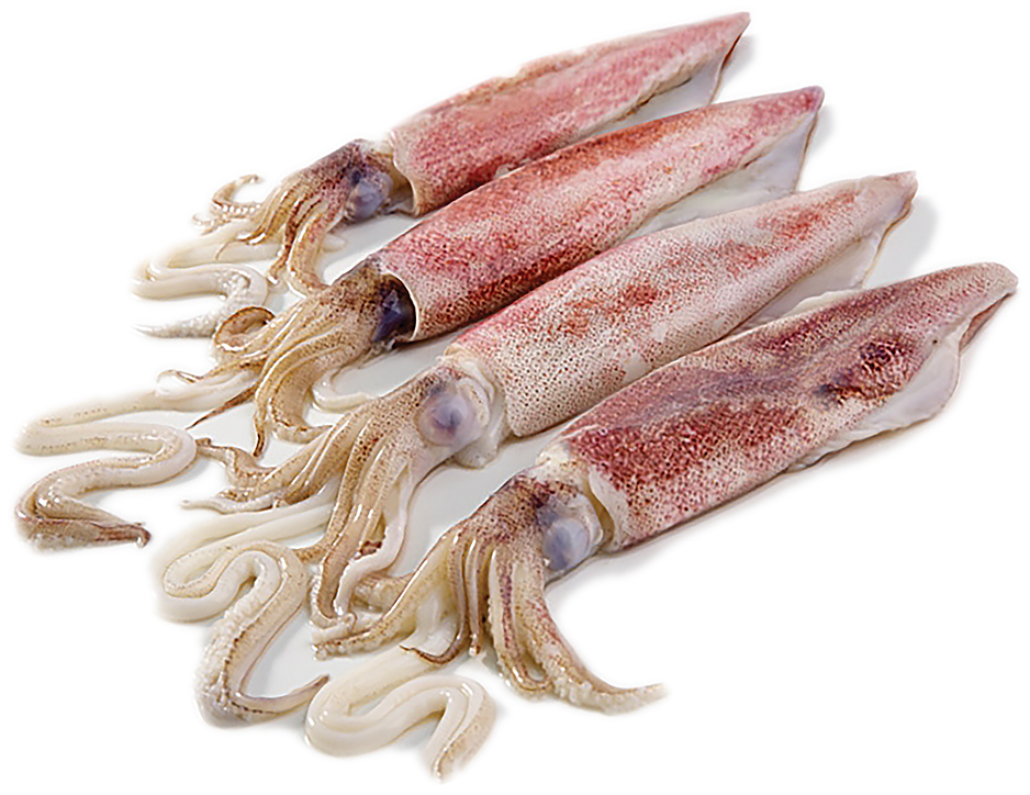 Fresh Cuttlefish Seafood Display PNG