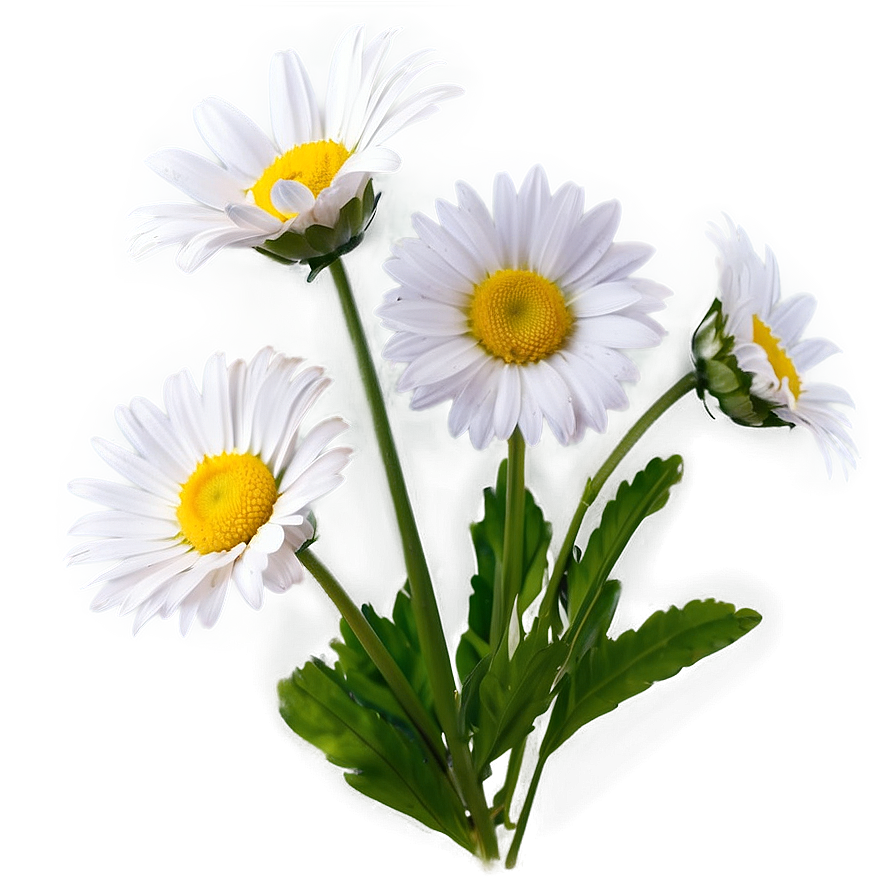 Download Fresh Daisy Png Xbp4 | Wallpapers.com