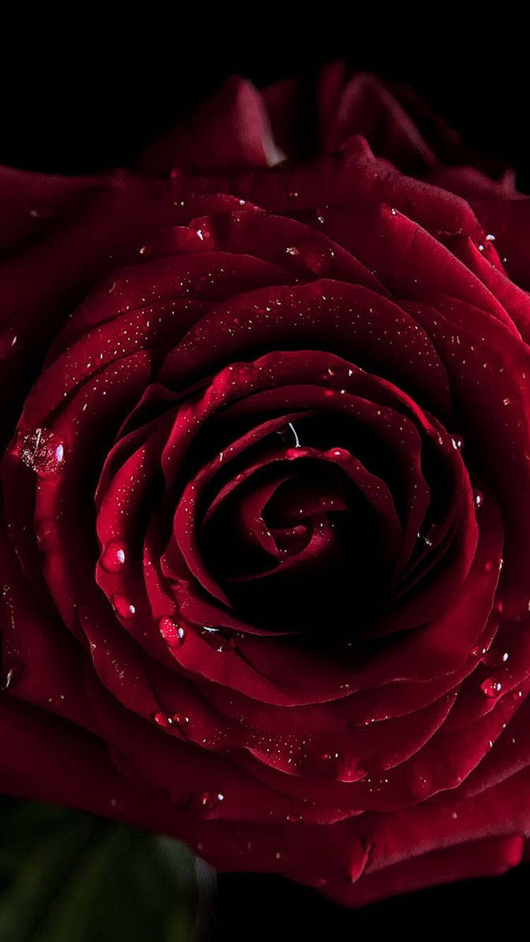 Download Fresh Dark Red Rose Iphone Wallpaper 