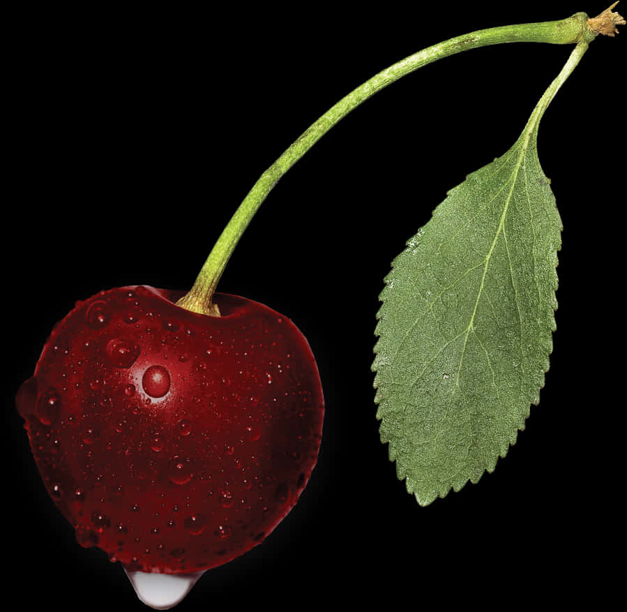 Fresh Dewy Cherry With Leaf PNG