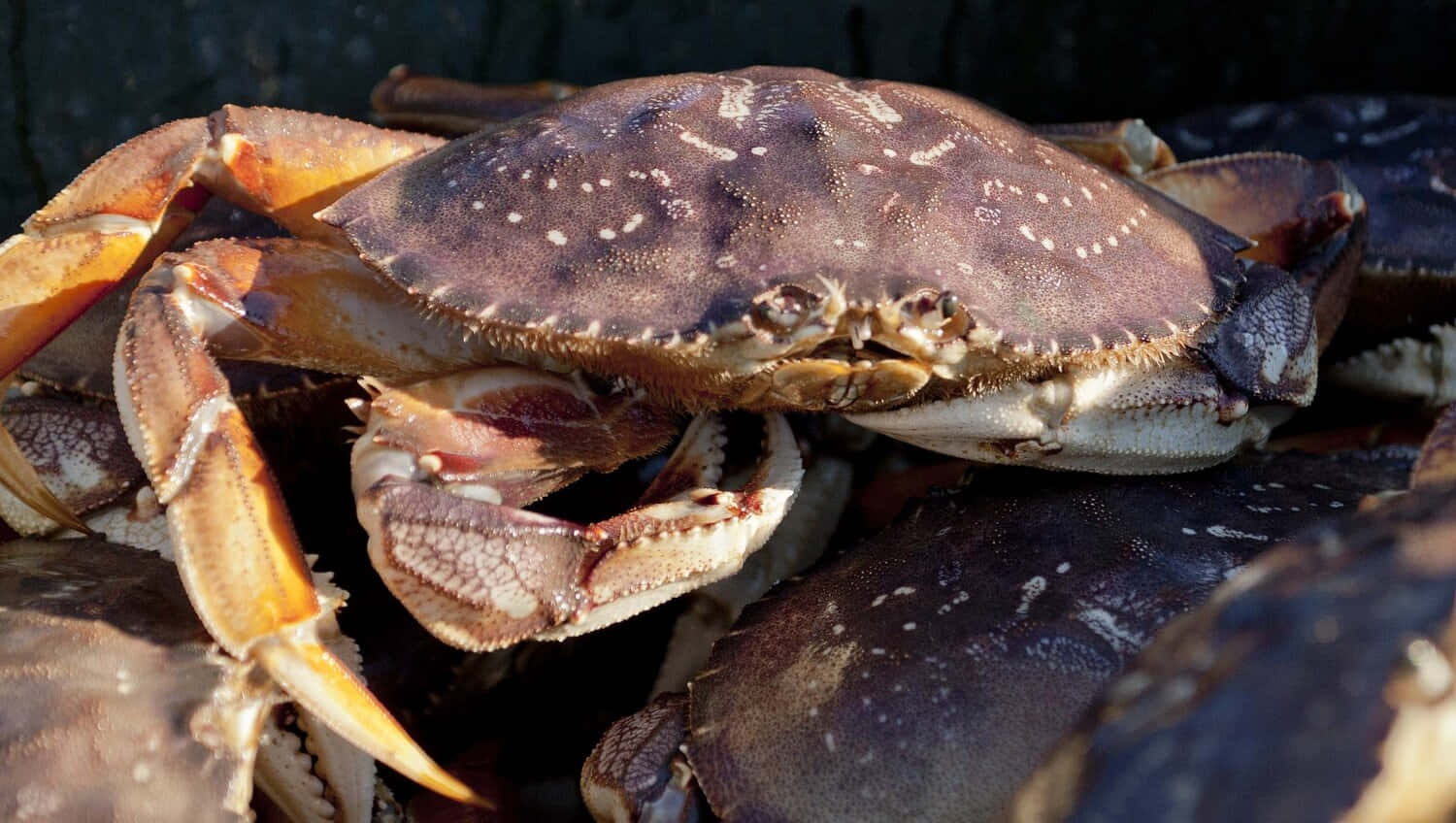 Fresh Dungeness Crab Catch Wallpaper