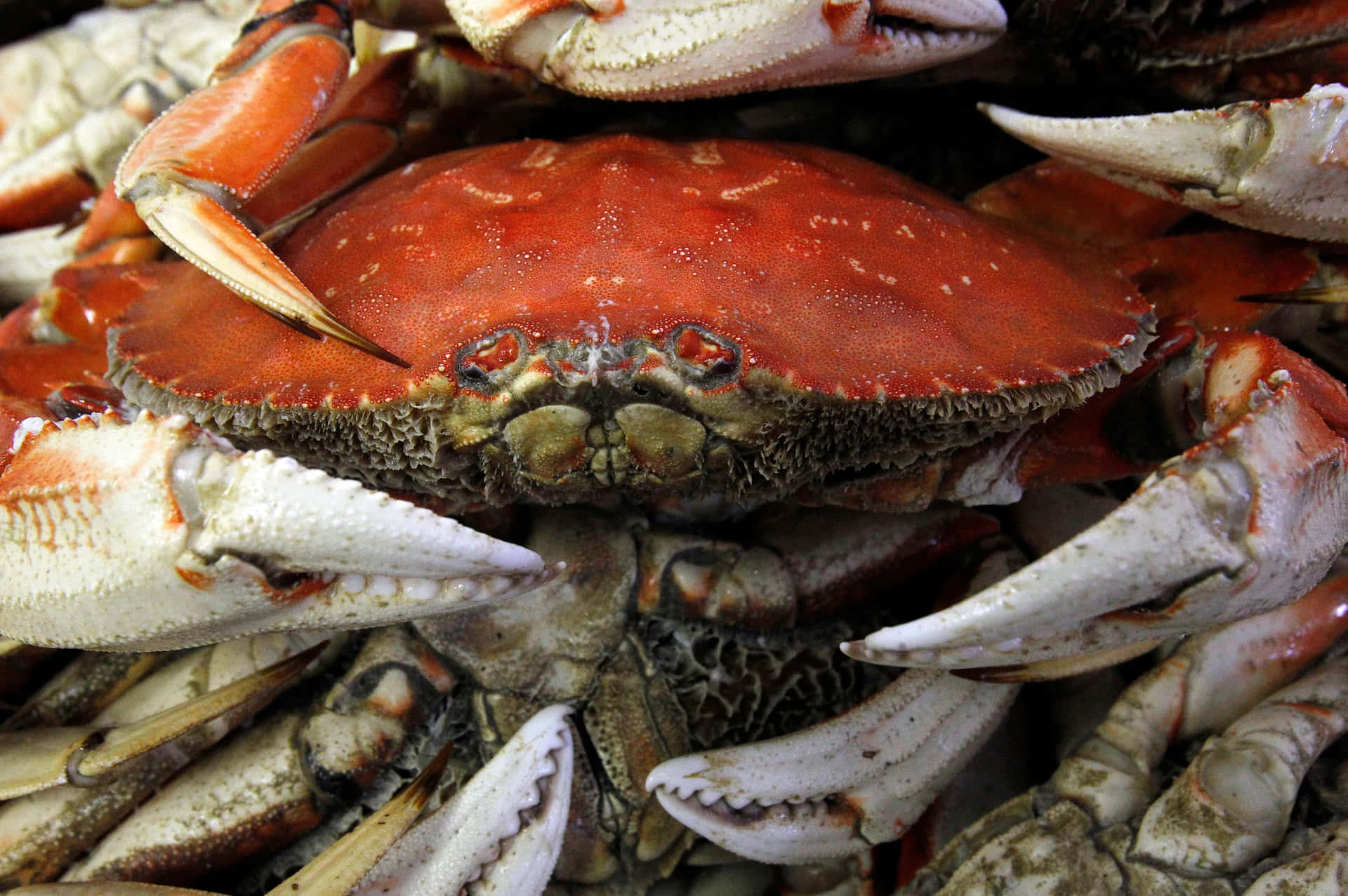Fresh Dungeness Crab Pile Wallpaper