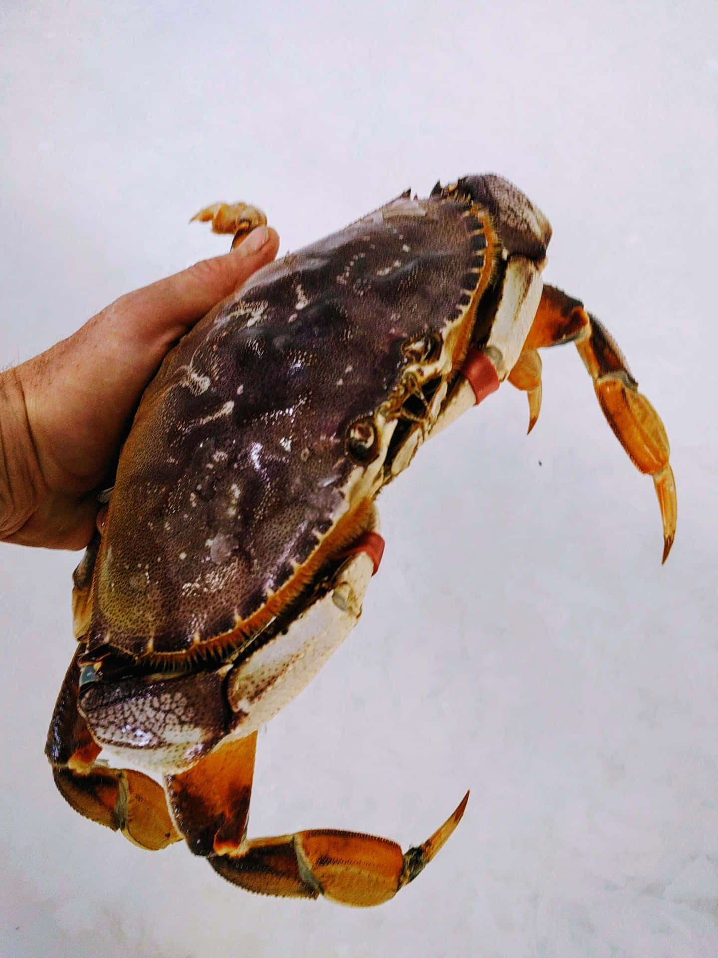 Fresh Dungeness Crabin Hand.jpg Wallpaper