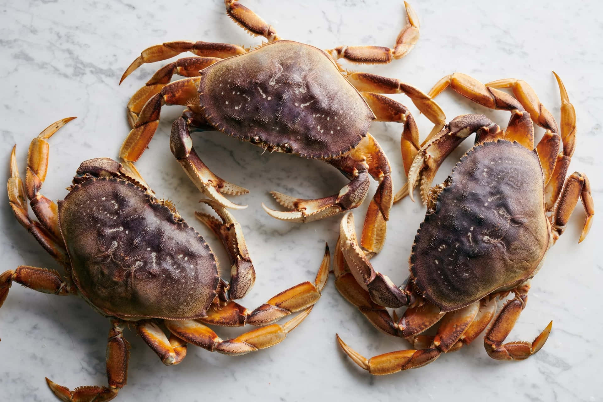 Fresh Dungeness Crabs Marble Background Wallpaper