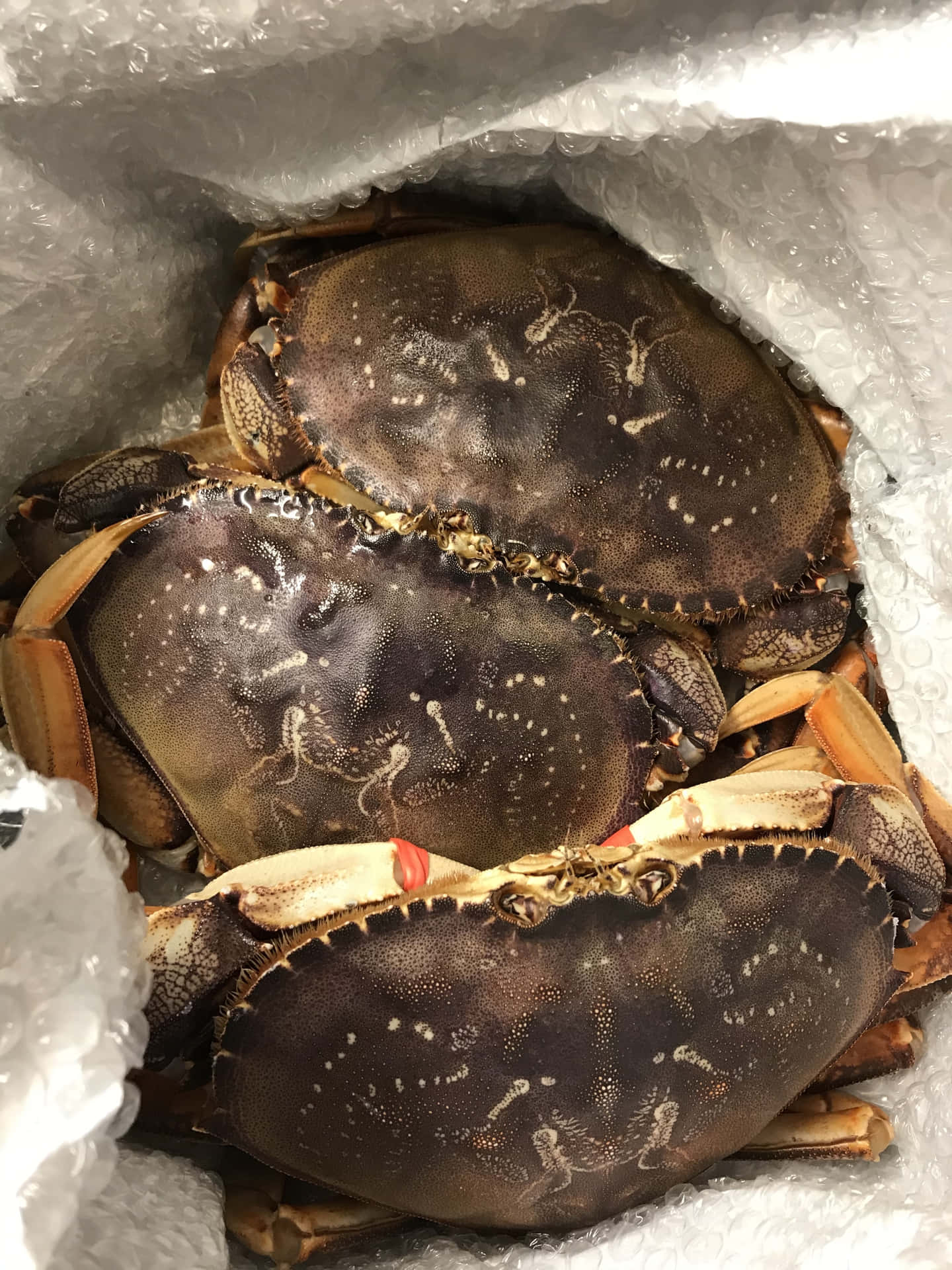 Fresh Dungeness Crabs Packaged Wallpaper