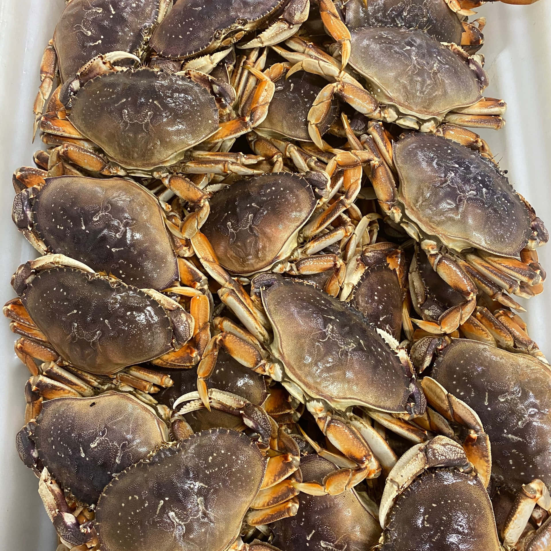 Fresh Dungeness Crabs Seafood Market Wallpaper