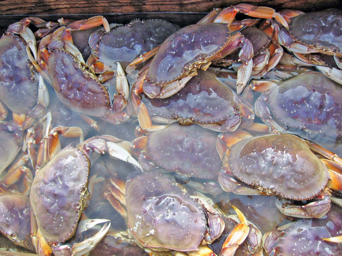 Fresh Dungeness Crabs Seafood Market Wallpaper