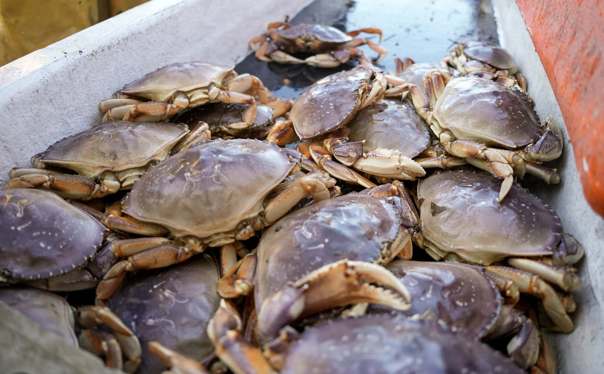 Fresh Dungeness Crabsin Bin Wallpaper
