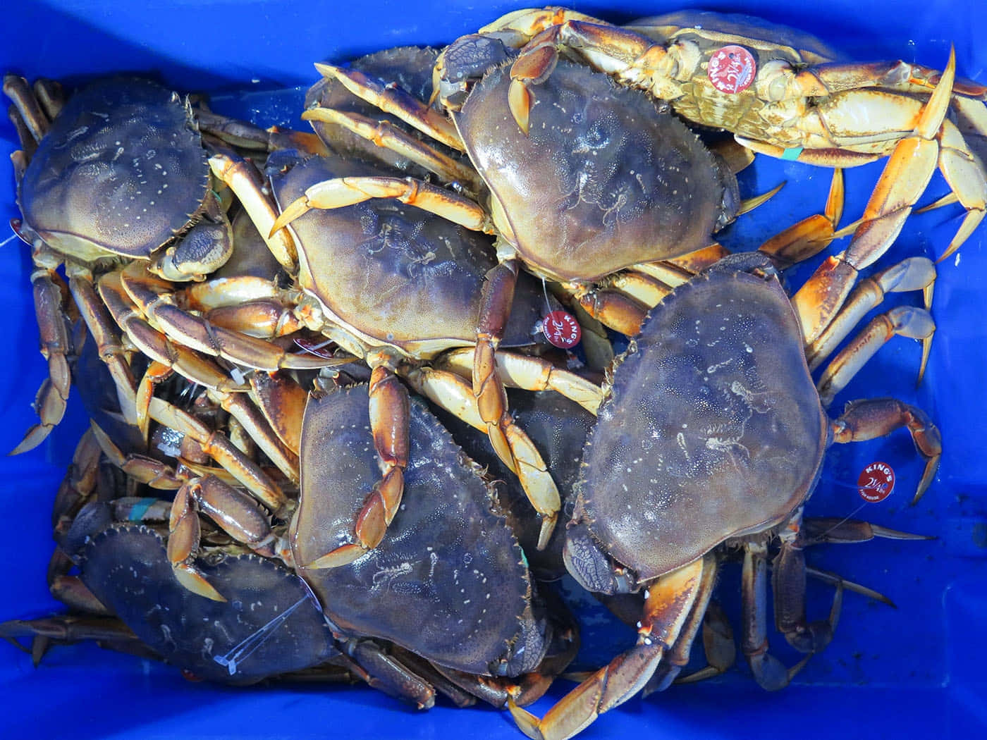 Fresh Dungeness Crabsin Bin Wallpaper