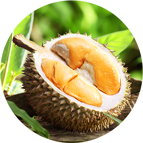 Fresh Durian Fruit Cut Open PNG