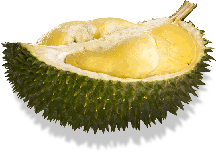 Fresh Durian Fruit Half Cut PNG