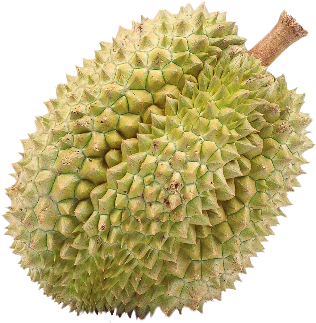Fresh Durian Fruit Isolated PNG