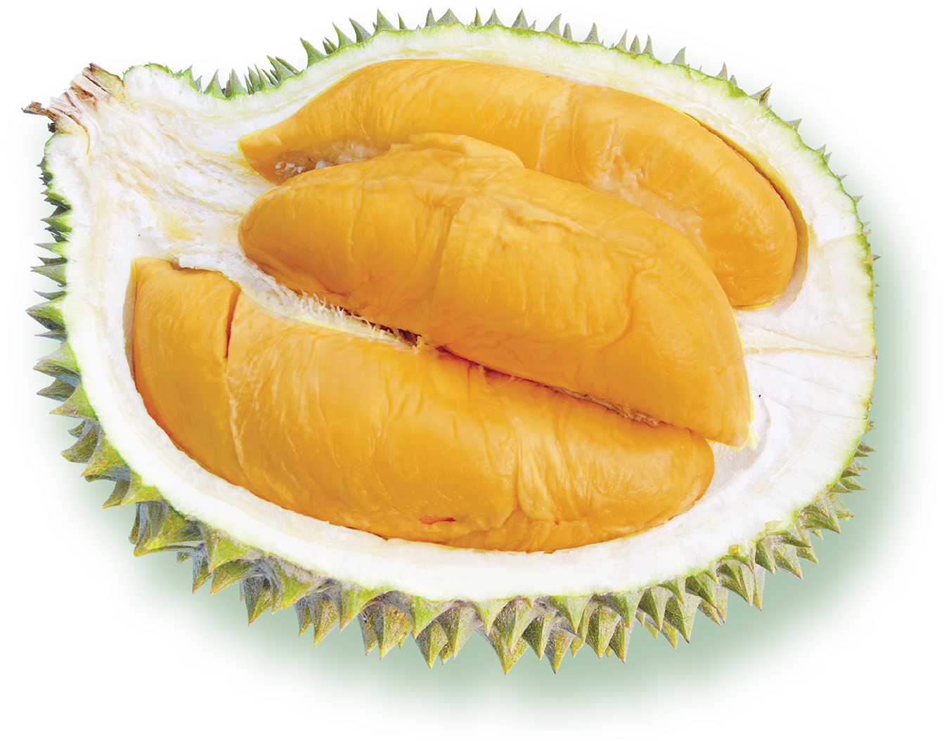 Fresh Durian Fruit Segment PNG