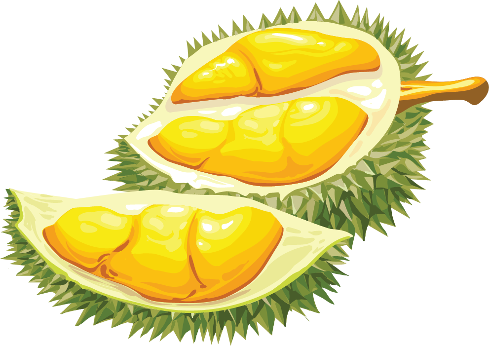 Fresh Durian Fruit Segments Illustration PNG