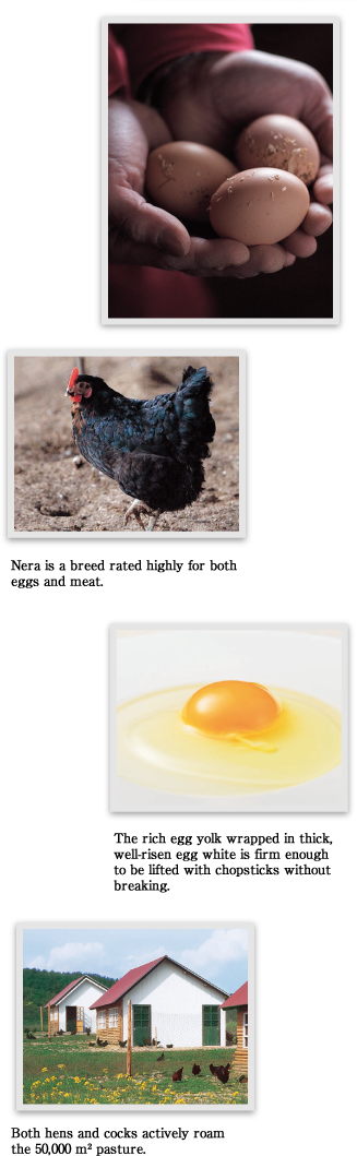 Fresh Eggsand Hen Collection PNG