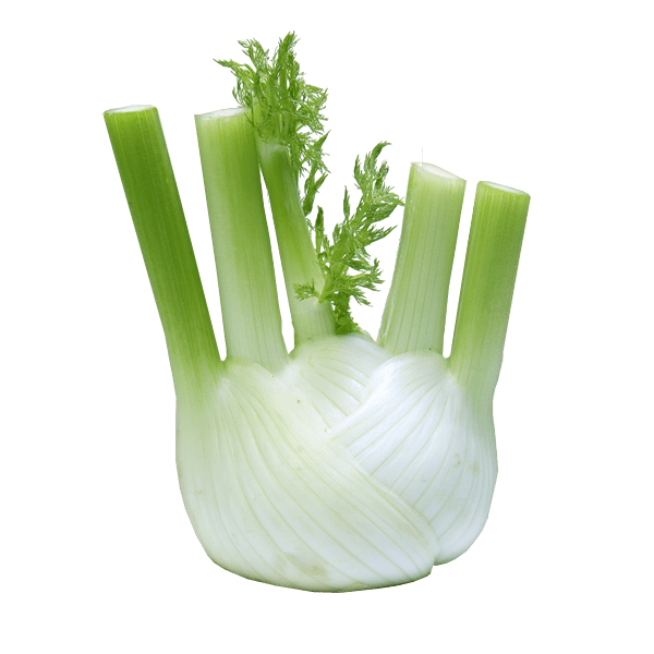Fresh Fennel Bulb Isolated PNG