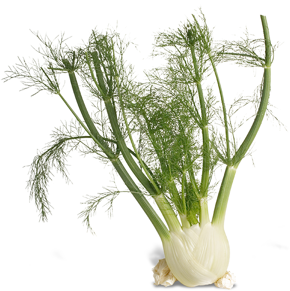 Download Fresh Fennel Bulbwith Fronds | Wallpapers.com