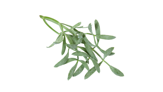 Fresh Fennel Leaves Isolated PNG