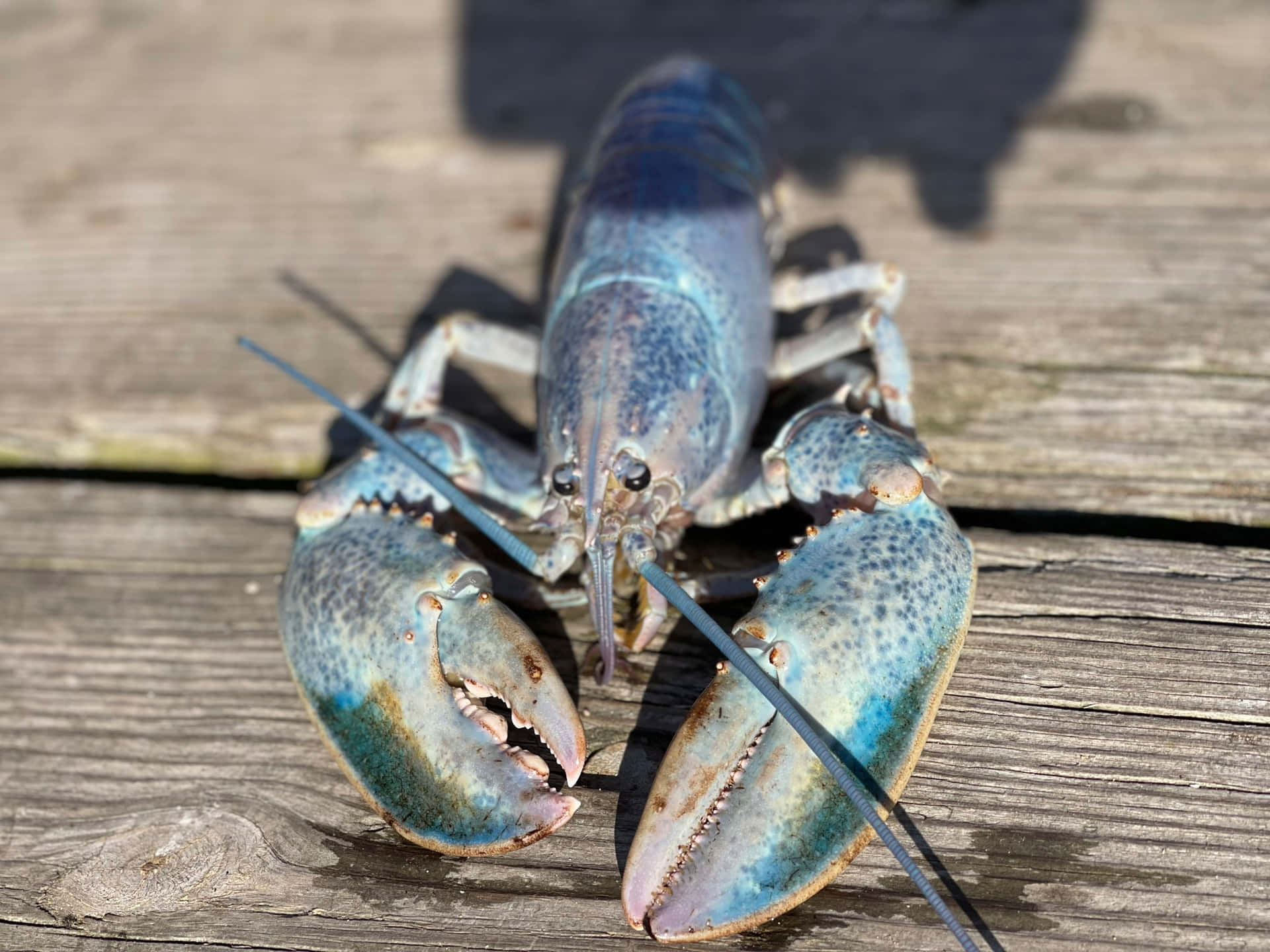 "fresh From The Sea: An Exceptional Lobster"