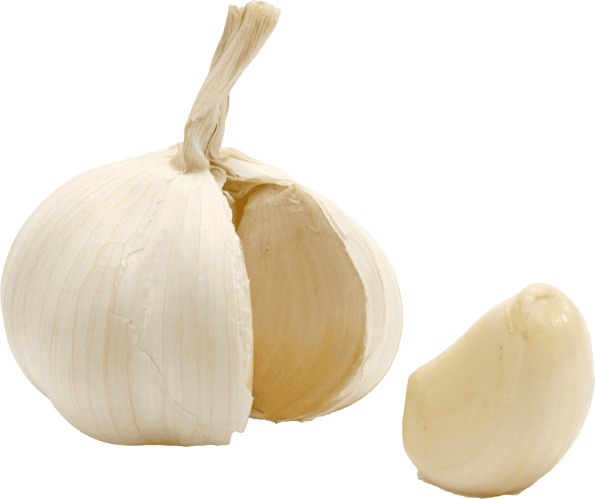 Fresh Garlic Bulband Clove PNG