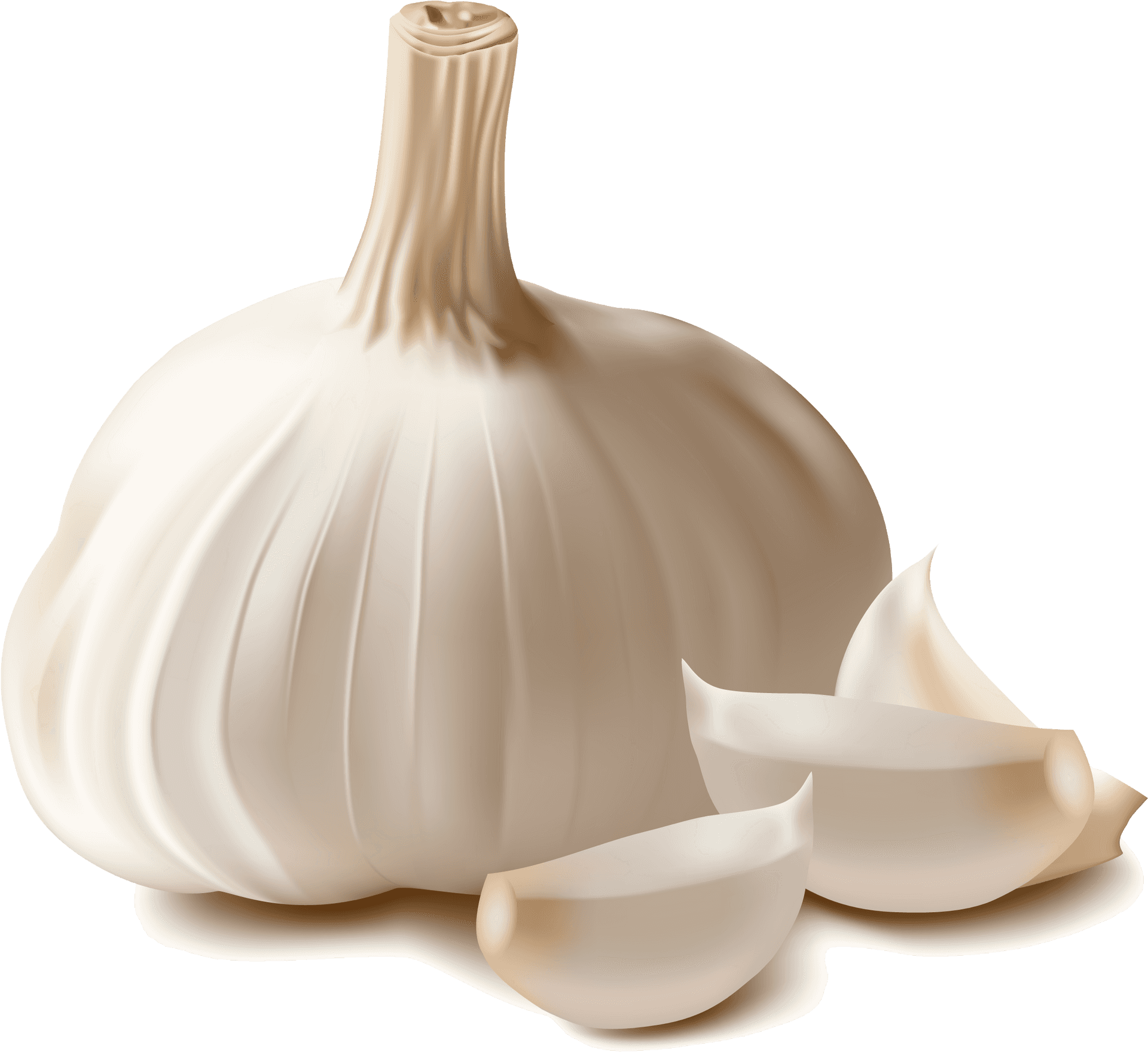 Fresh Garlic Bulband Cloves PNG